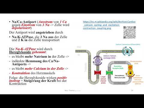 Herzrhythmusstörungen 2: Aktionspotential des Arbeitsmyokards