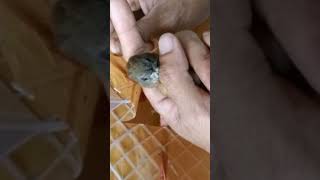 Download lagu Is this a male mini wambi/tieumi with a fierce face? 0838-7553-6945 Fatir chirping mp3