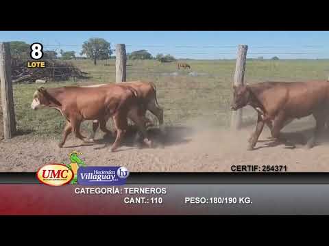 Lote 110 Terneros en Concepción, Corrientes