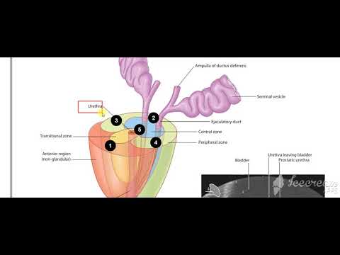 Male reproductive system