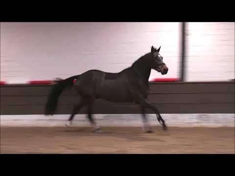 COMET 4j. Hann. v. Colman - Goldfever