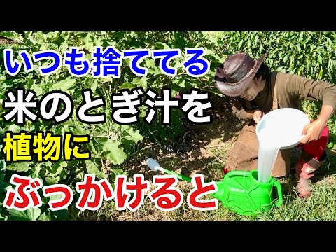 堆肥中のカビ：不快な影響を避けるには？  庭園