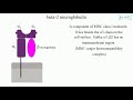 beta-2 microglobulin (English) - Medical terminology for medical students -