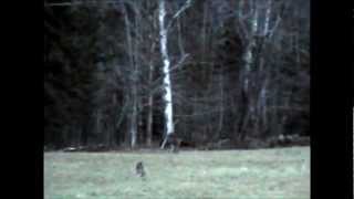 preview picture of video 'Three Vermont Whitetail Deer'