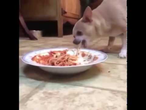 Meatball Dog — Trailer (Italiano)