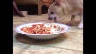 Dog eats spaghetti and coughs up meatball