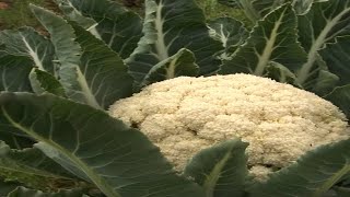 Thumbnail del capítulo