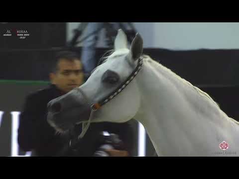 N 189 CAMILIA   Al Shiraa International Arabian Horse Show 2020