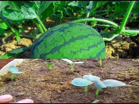 , title : 'افضل طريقه لزراعه البطيخ في المنزل  |1| Grow watermelon at home'