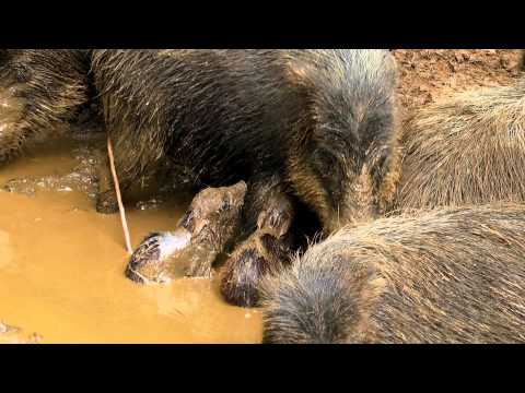 Světové přírodní dědictví: Panama - Národní park La Amistad - Trailer