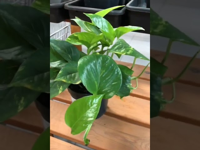 Стандарт поставки видео №1 Эпипремнум Ауреум, D-12