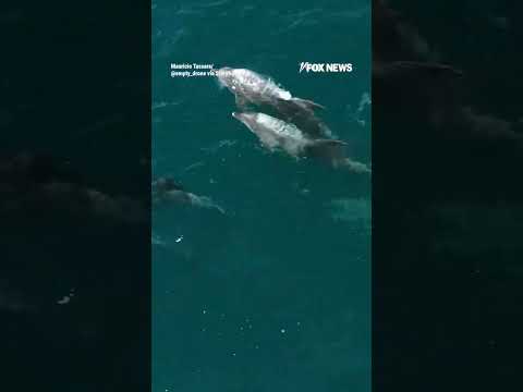 Drone catches DOLPHINS leaping through California waters #foxnews #news #us #fox
