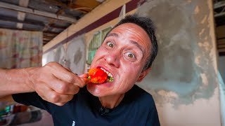 1,463,700 Scoville!! 🌶 SCORPION CHILI PEPPERS - Spiciest Food in Trinidad &amp; Tobago!! - YouTube