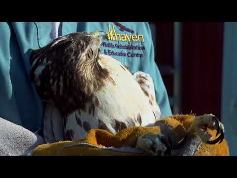Ray the Red-Tailed Hawk Release