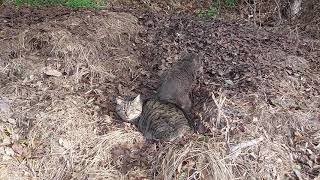 帰り覗いてみると👀🍂part７