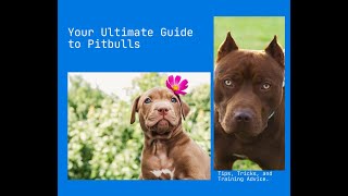 The Majestic American Pitbull Terrier