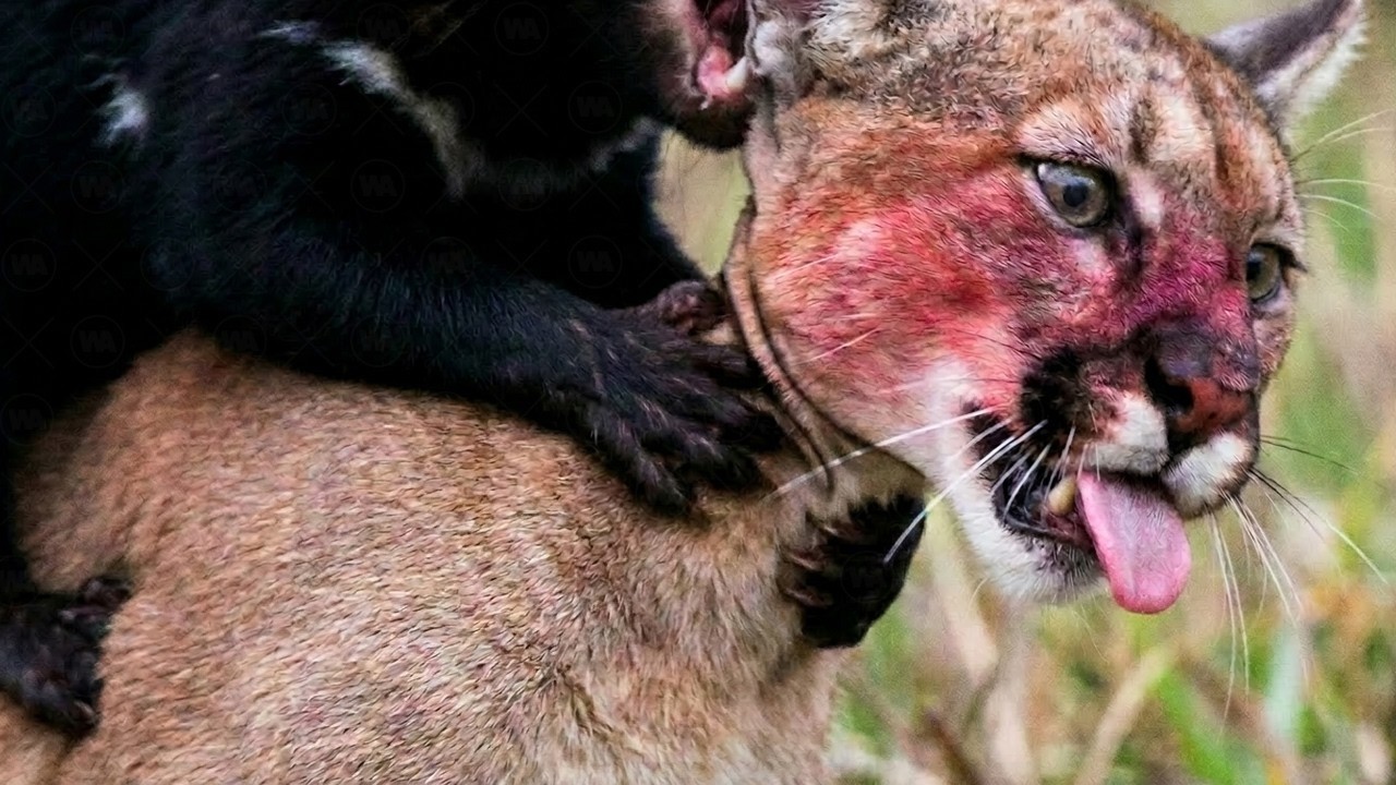 Australia Trae Al Continente A Un Asesino De Gatos Que Se Entrenó Para Matarlos Durante 3000 Años