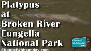 preview picture of video 'Platypus, Broken River, Eungella National Park'