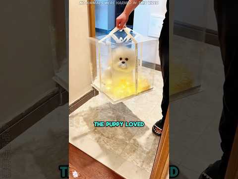 This Girl Got a Puppy as a Gift #funnyshorts #pets #cute #love