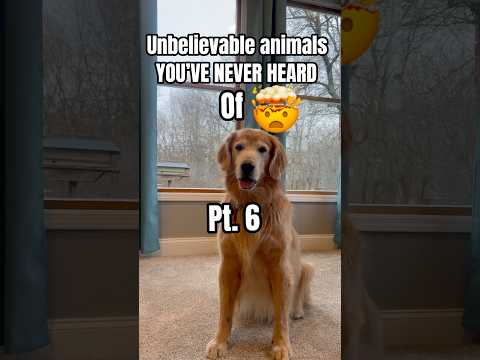 Forrest the fur goblin🤯 #goldenretriever #dog #funny