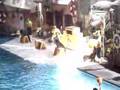 Sea Lions Also Clap