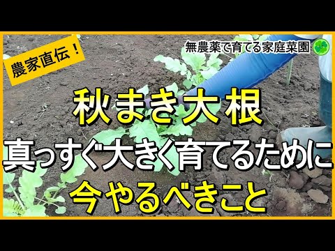 遅まき用の野菜床を準備する トピックス