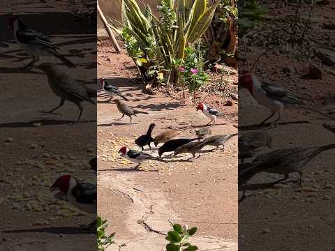 LINDOS PÁSSAROS EM PACUJÁ CEARÁ #passaros #naturesa  #nordeste
