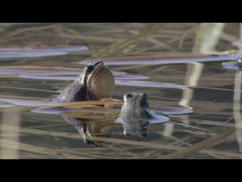 IUCN分類における絶滅の危険性を示す図。
