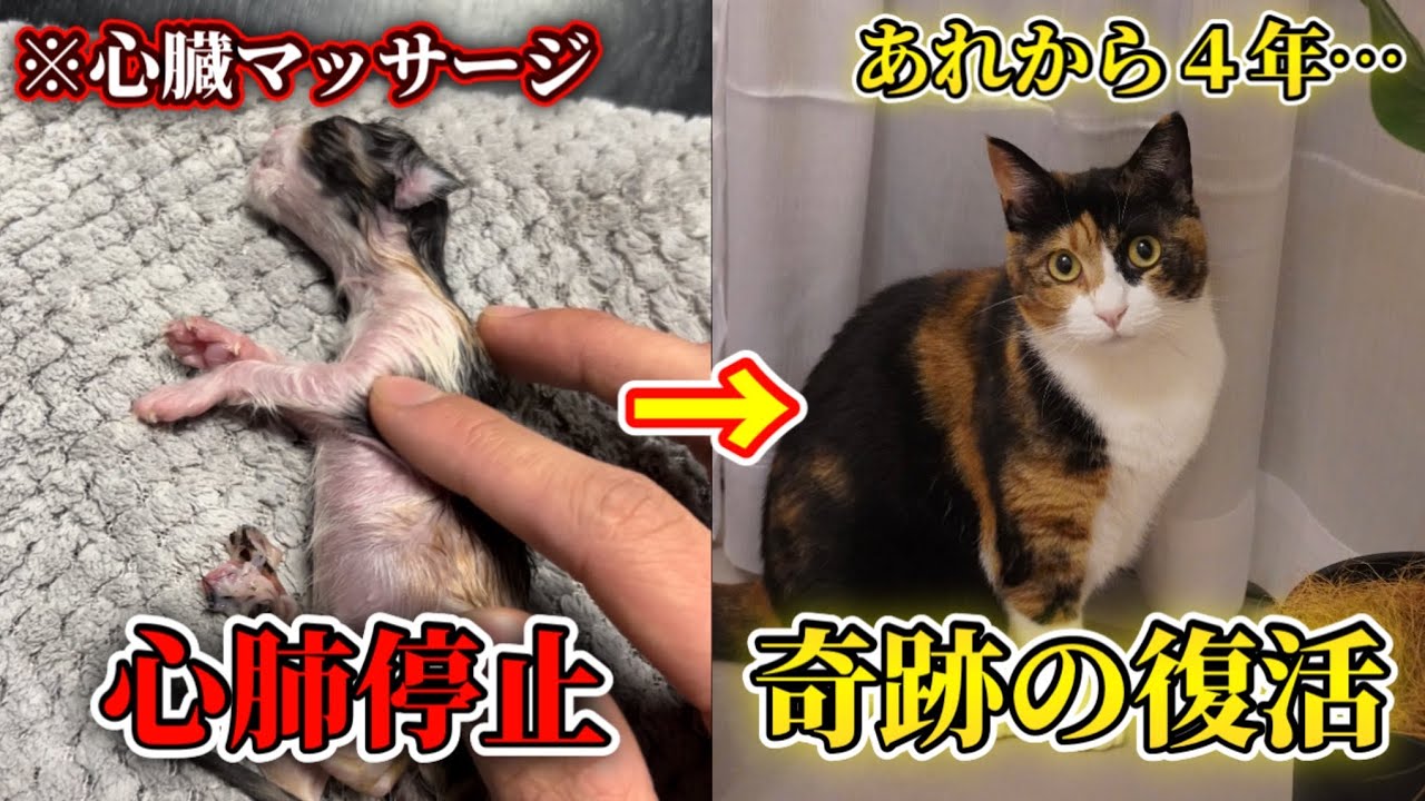 心肺停止だった子猫を人工呼吸で助けた日から4年が経ちました