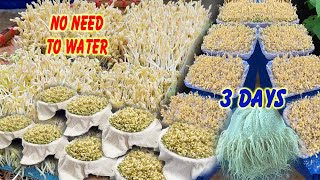 Download lagu If you want big, plump Bean Sprouts, these are the methods for growing Bean Sprouts for you mp3