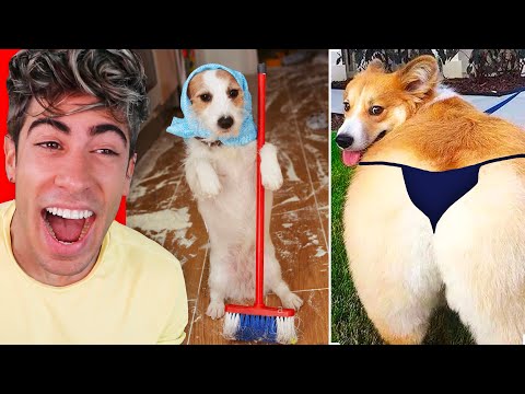 THE FUNNIEST ANIMALS IN THE WORLD !!!