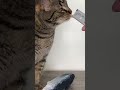 Signs Your Cat LOVES You Shorts