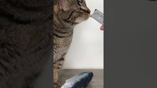 Download lagu Signs your cat LOVES you 😳 #shorts mp3