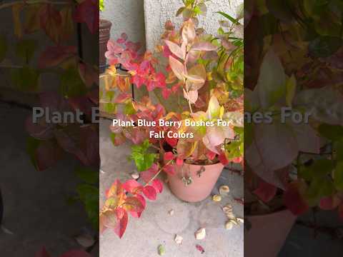 , title : 'Add Blue Berry Bushes to Your Garden #pottedplants  #gardeningtips'