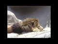 Detroit Zoo Animals Tape 1 1988