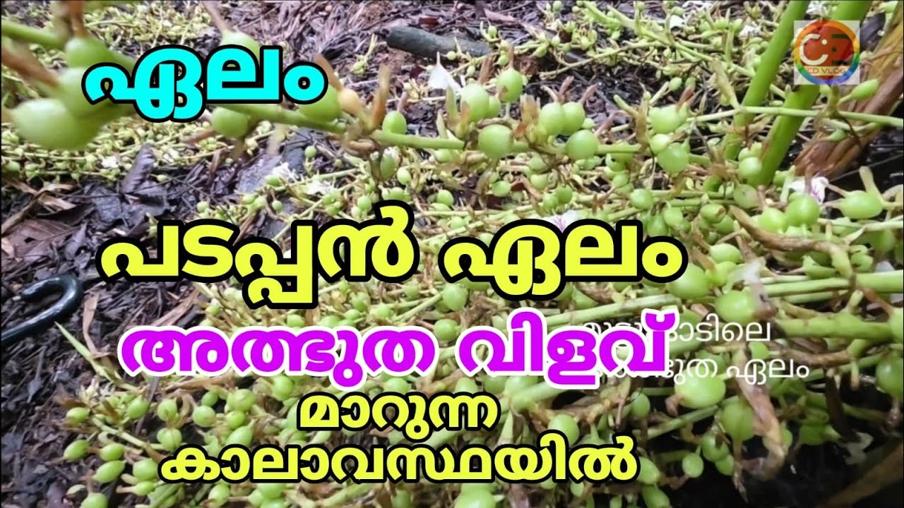 മികച്ച ഏലം ,അത്ഭുത വിളവ്  | Excellent cardamom, amazing yield