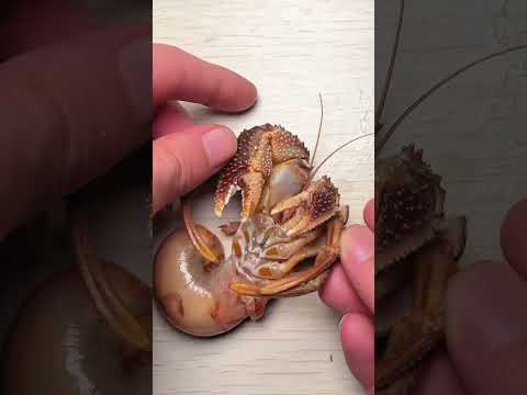 Hermit crabs #saltwaterintrusion