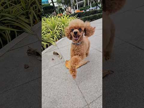 That's how puppies make friends