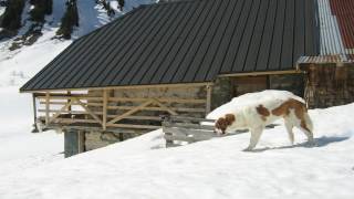 preview picture of video 'Skitour to Chalet de Mens with my Saint-Bernard Loebas'
