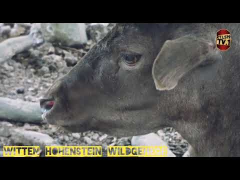 Wildgehege am Hohenstein in Witten