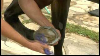 Basic Horsemanship : Horse Grooming: Hoof Picking