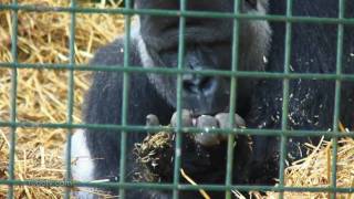 preview picture of video 'Port Lympne Wild Animal Park'