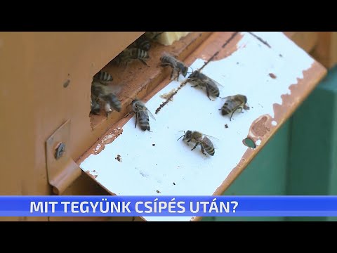 Mit tegyünk csípés után?