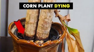 This video can save your dying CORN PLANT