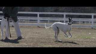 Slow Motion Greyhounds