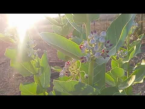 Turma bacana como é que tá a seca aqui no sertão do Muquém de São Francisco na Bahia 😘😘😘😘😘😘😘😘😘😘😘😭😭😭