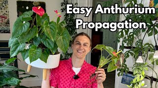 ANTHURIUM Propagation - Easy Method - Flamingo Flower