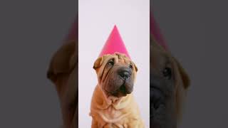 Cute Wrinkled Puppy with a Party Hat