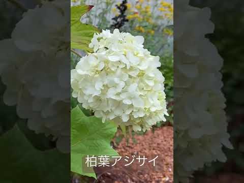アジサイを植えるのに最適な場所はどこですか