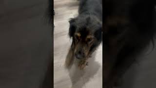 Video preview image #1 Australian Shepherd-Chow Chow Mix Puppy For Sale in Newfoundland, PA, USA
